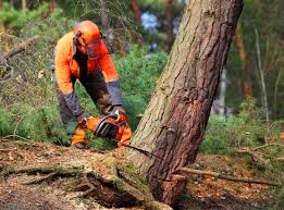 Best Weed Control  in Canton, OH