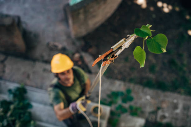 Canton, OH Tree Services Company