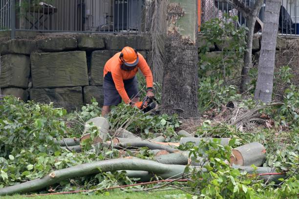 How Our Tree Care Process Works  in  Canton, OH