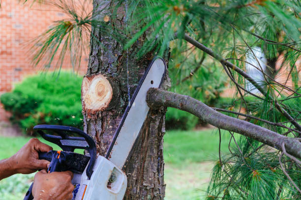 Best Tree Cabling and Bracing  in Canton, OH